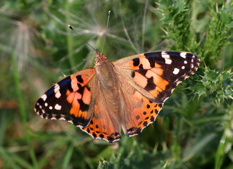 European Painted Lady Butterfly (Vanessa Cardui), a.k.a. Cosmopolitan Butterfly in North America, wings opened.