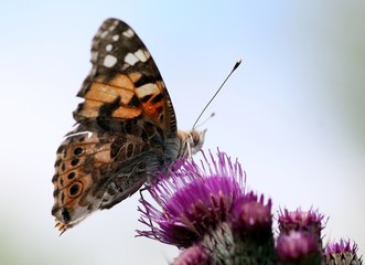 Painted Lady Butterfly (Vanessa Cardui) on a thistle, sky background. 

A.k.a. Cosmopolitan...