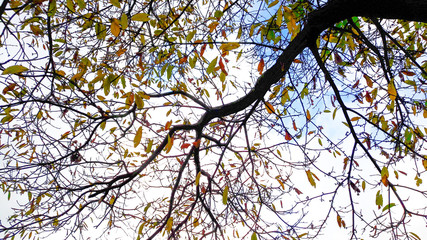 Branch of chestnut tree with sky background