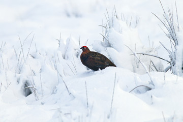 Red Grouse Lagopus scoticus in snow on moorland top in the Yorkshire Dales