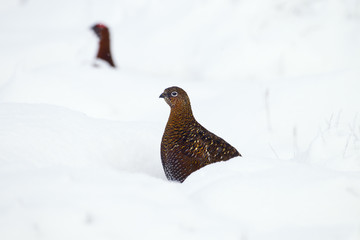 Red Grouse Lagopus scoticus in snow on moorland top in the Yorkshire Dales