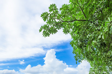 Beautiful trees on sky background
