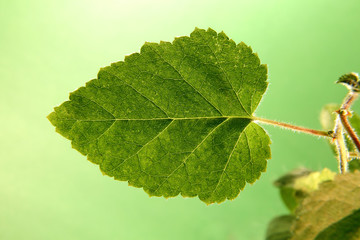 Piękny zielony liść, zbliżenie, makro. - obrazy, fototapety, plakaty