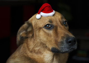 dog wearing a Santa hat 