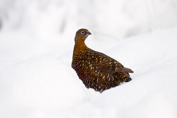 Red Grouse Lagopus scoticus in snow on moorland top in the Yorkshire Dales
