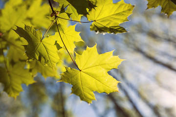 leaves maple tree summer green forest nature light