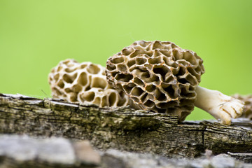 Morille, champignons