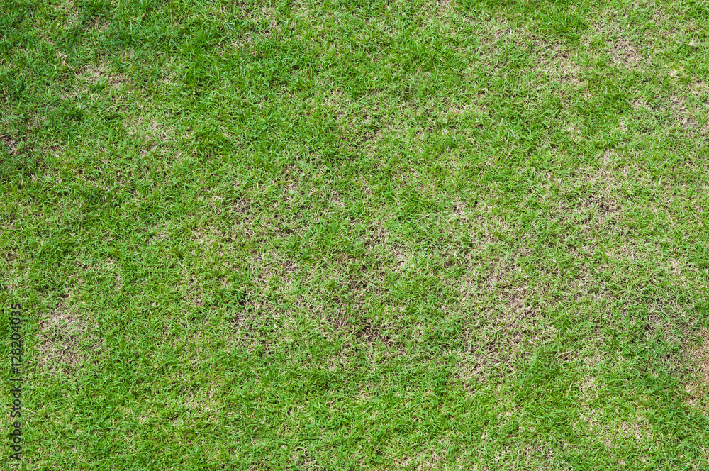 Wall mural football field green grass pattern textured background , textured grass for background