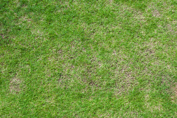 Fototapeta na wymiar Football field green grass pattern textured background , textured grass for background