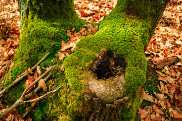 Inside of wild carpathian forest