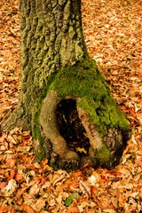 Inside of wild carpathian forest