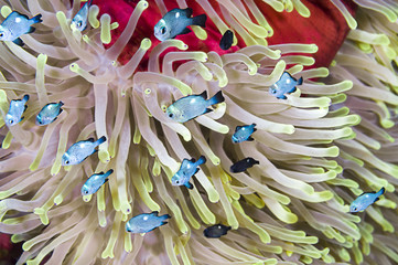School of three-spot damsel, Dascyllus trimaculatus, over sea magnificent sea anemone, Heteractis magnifica,