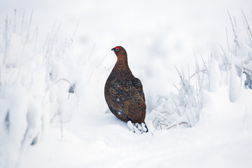 Red Grouse Lagopus scoticus in snow on moorland top in the Yorkshire Dales