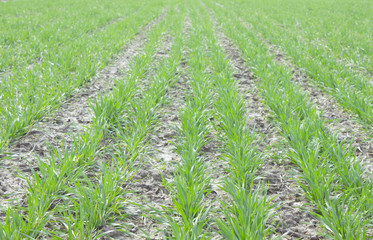 Fototapeta premium field of wheat