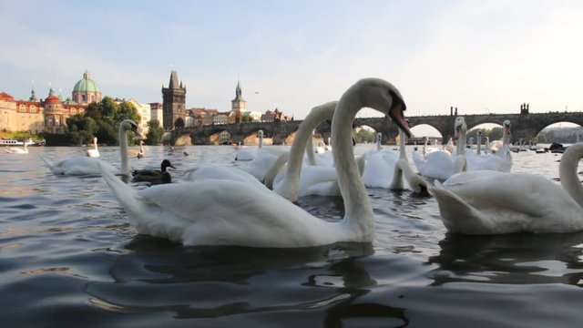 Swans in Prague river Vltava and Charles Bridge on the background