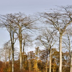 Grands hêtres de l'allée des hêtres en forêt de Saint-Amand-les-Eaux dans les Hauts-de-France .