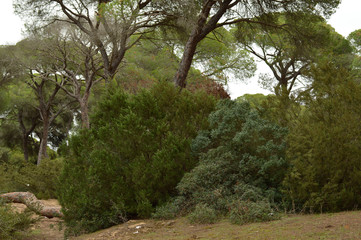 paisajes de naturaleza, marismas y animales en el parque de doñana 
