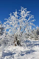 Vereister Baum im Winter in Schneelandschaft