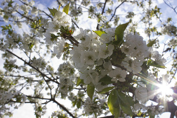 blossom tree