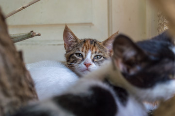 Junge Katzen auf Ikaria, Griechenland