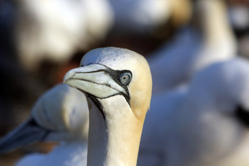 Basstölpel-Portrait vor Kolonie