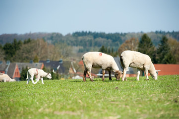 Schafe mit Lamm auf der Wiese