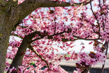 Pink flowers tree