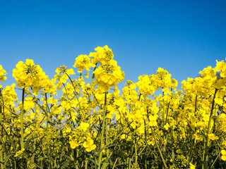 Gelbe Rapsbl&uuml;ten vor blauem Himmel