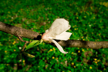 Magnolia flower