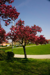 Naklejka premium trees on the spring