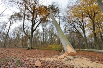 Fototapeta premium Gros arbre abattu en forêt