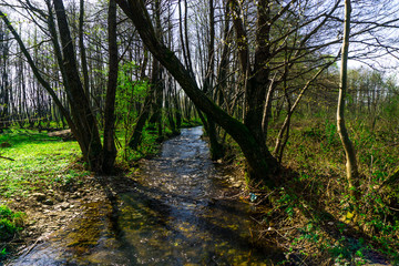 Obraz premium Trees of forest in the springtime