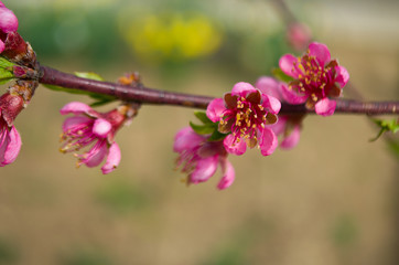 Pink peach blossom