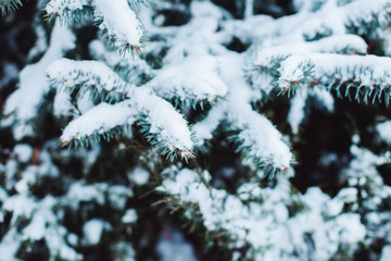 Winter landscape in snowy forest. Pine branches covered with snow in cold winter weather. Christmas background with fir trees and blurred background of winter