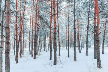 Frosty winter landscape in snowy forest. Pine branches covered with snow in cold weather. Christmas background with fir trees and blurred background