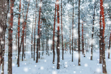 Frosty winter landscape in snowy forest. Pine branches covered with snow in cold winter weather. Christmas background with fir trees and blurred background of winter.
