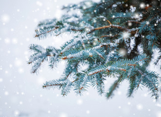 Frosty winter landscape in snowy forest. Pine branches covered with snow in cold winter weather. Christmas background with fir trees and blurred background of winter.