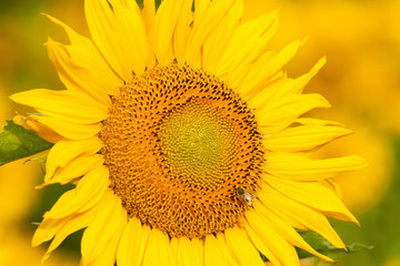 Fototapeta premium Czech Republic, Southern Bohemia - Field of Sunflowers.