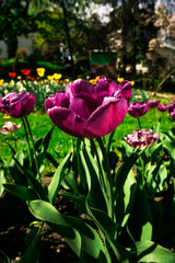 Beautiful tulis in botanical garden