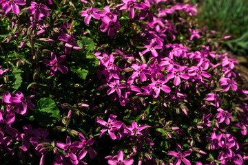 Beautiful tulis in botanical garden