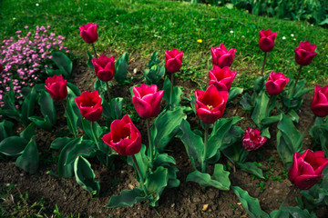 Beautiful tulis in botanical garden