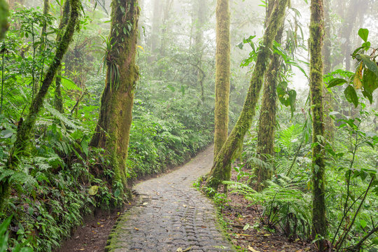 Stone path in rainforest Monteverde Costa Rica
