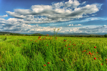Green field in the springtime