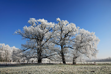 Winter Landscape, Group of Oak Trees in Meadow Covered by Hoarfrost, bright sunshine, blue sky