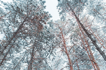 Frosty winter landscape in snowy forest. Pine branches covered with snow in cold weather. Christmas background with fir trees and blurred background
