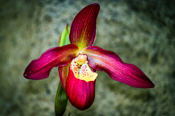 Pink Orchid
