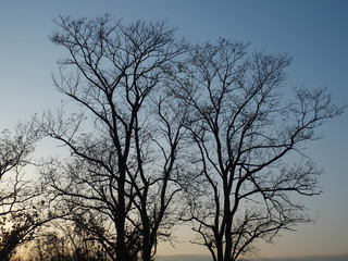sunset clear sky and trees silhouette.