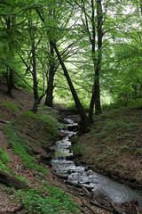 Spring clearing at river bank