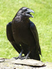 Fototapeta premium Raven kept at the Tower of London.