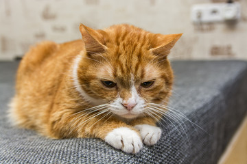 Fototapeta na wymiar red cat has a rest 
